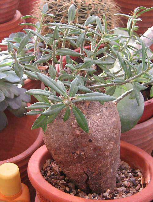 Pachypodium bispinosum