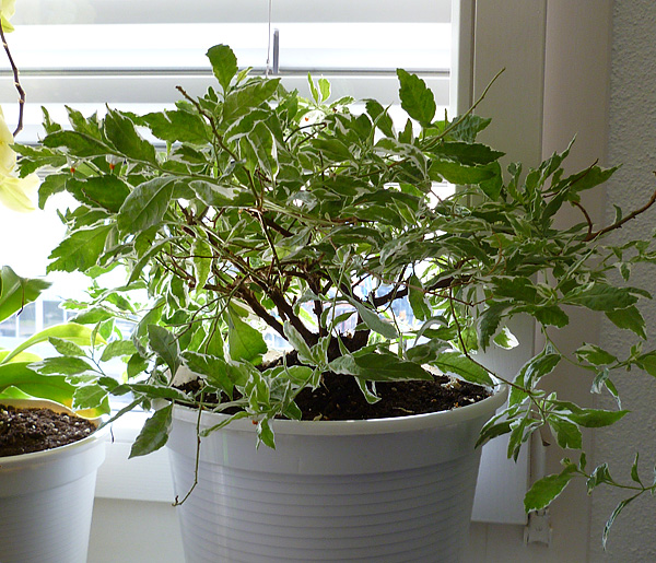 Solanum pseudocapsicum 'Variegatum'