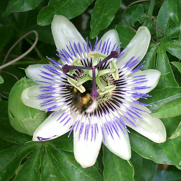 Passiflora caerulea Passiflora caerulea