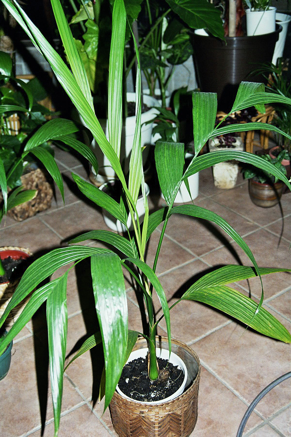Areca catechu Areca catechu