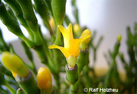 Hatiora salicornioides Hatiora salicornioides