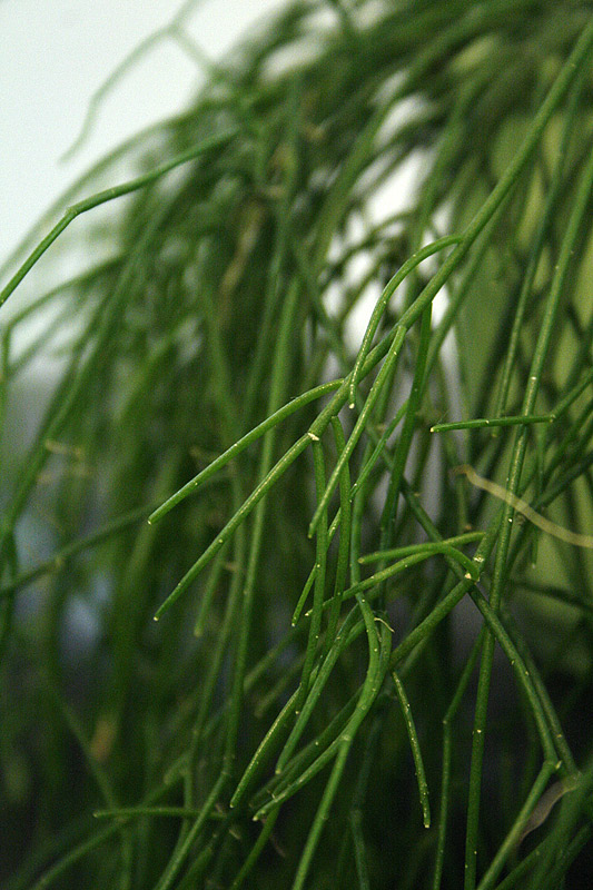 Rhipsalis teres