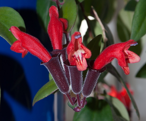 Die Blüte des Aeschynanthus radicans Die Blüte des Aeschynanthus radicans