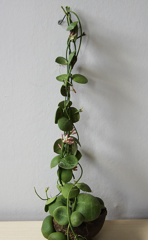 Dischidia pectenoides Dischidia pectenoides