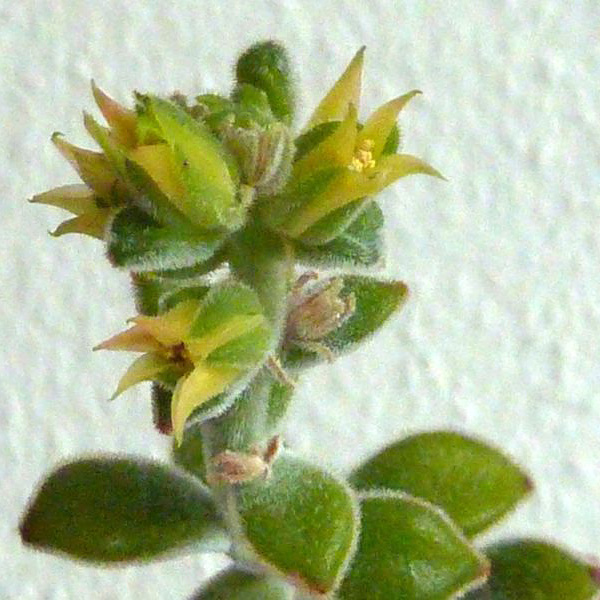 Die Blüte der Echeveria pulvinata