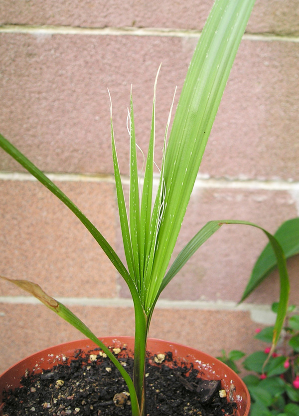 Washingtonia filifera Jungpflanze Washingtonia filifera Jungpflanze