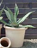 Agave americana