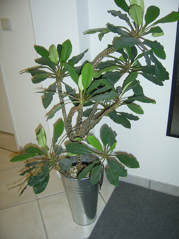 Euphorbia leuconeura