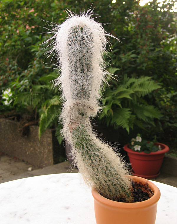 Cephalocereus senilis Cephalocereus senilis
