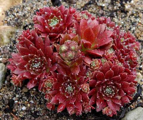 Sempervivum arachnoideum Sempervivum arachnoideum