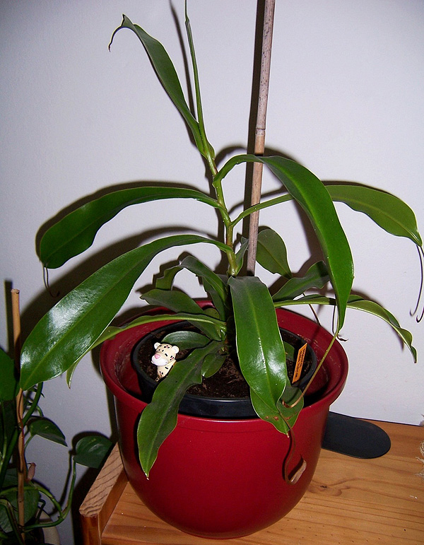 Nepenthes alata Nepenthes alata