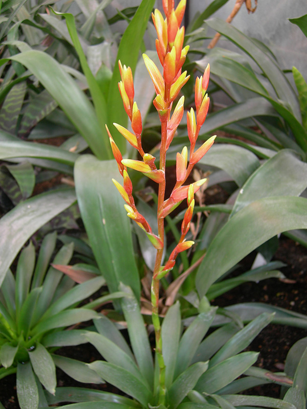 Vriesea zamorensis Vriesea zamorensis