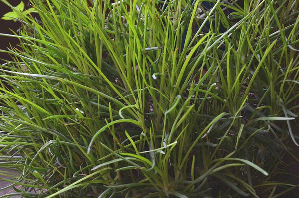 Bulbine frutescens