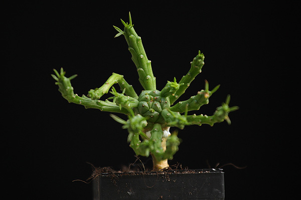 Euphorbia flanaganii