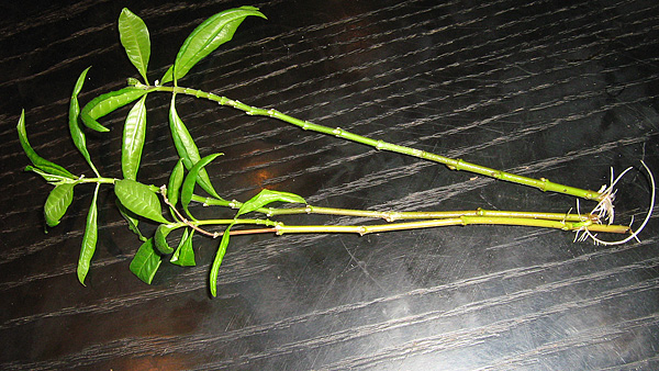 Steckling einer Asclepias curassavica Steckling einer Asclepias curassavica