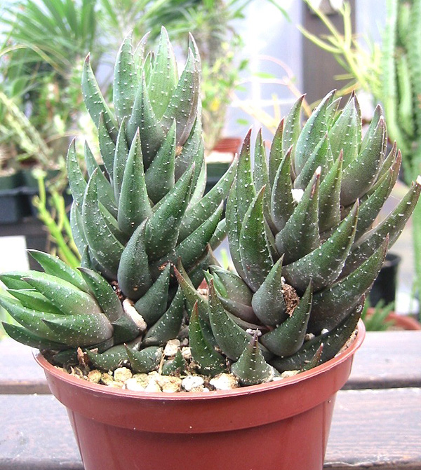 Haworthia coarctata Haworthia coarctata