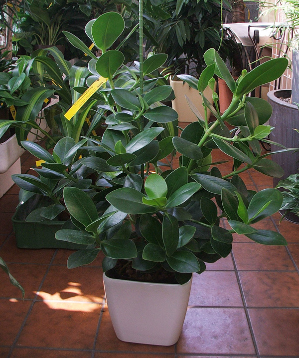 Clusia major Clusia major