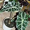 Alocasia sanderiana