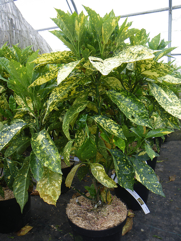 Aucuba japonica 'Variegata'