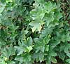 × Fatshedera lizei