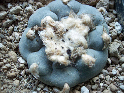 Lophophora williamsii Lophophora williamsii
