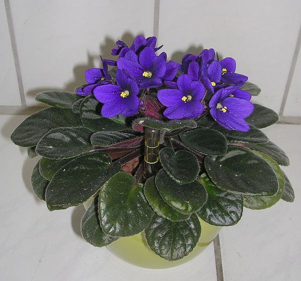 Saintpaulia ionantha Saintpaulia ionantha