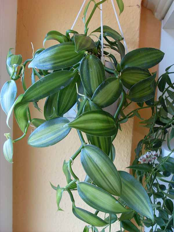 Vanilla planifolia 'variegata'