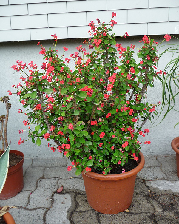 Euphorbia milii