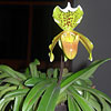 Paphiopedilum insigne