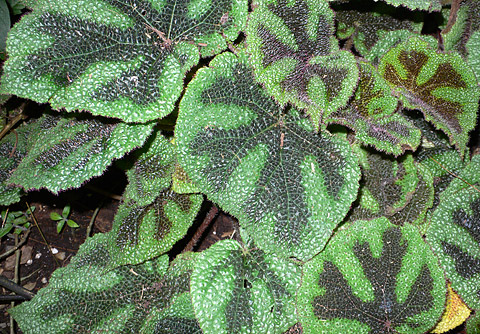 Begonia masoniana Begonia masoniana