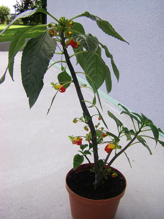 Impatiens niamniamensis Impatiens niamniamensis