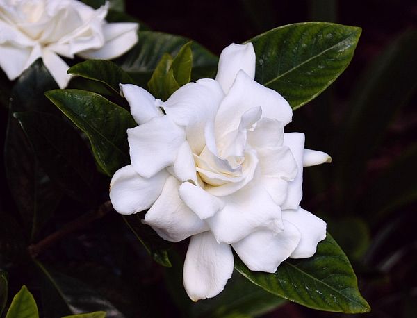 Gardenia jasminoides Gardenia jasminoides