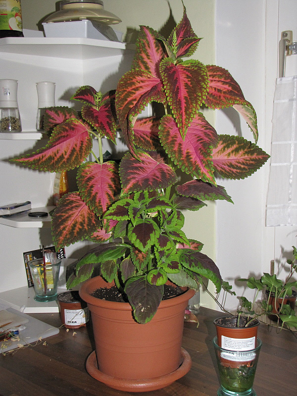 Coleus blumei Coleus blumei
