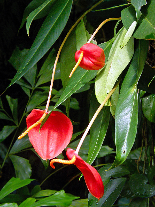 Anthurium scherzerianum Anthurium scherzerianum