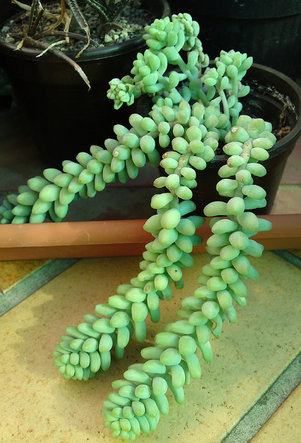 Sedum burrito Sedum burrito