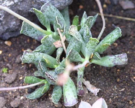 Adromischus cooperi