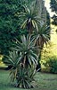 Cordyline indivisa