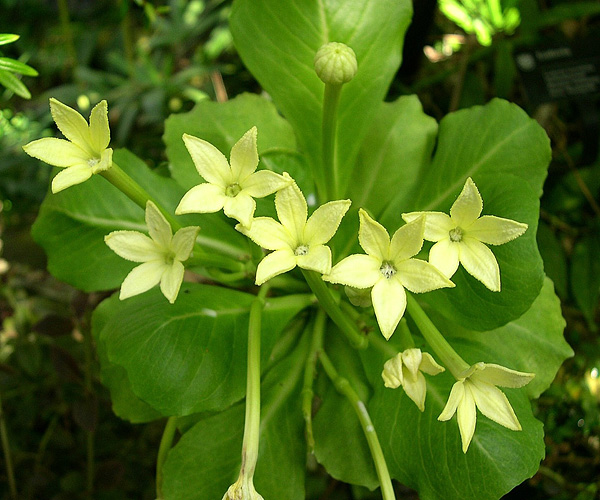 Die Blüten der Brighamia insignis