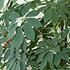 Schefflera arboricola