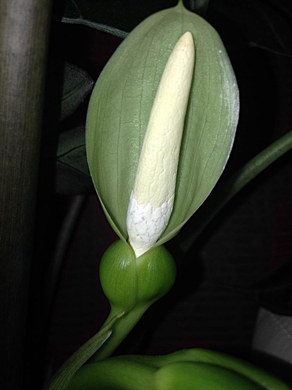 Die Blüte der Alocasia sanderiana