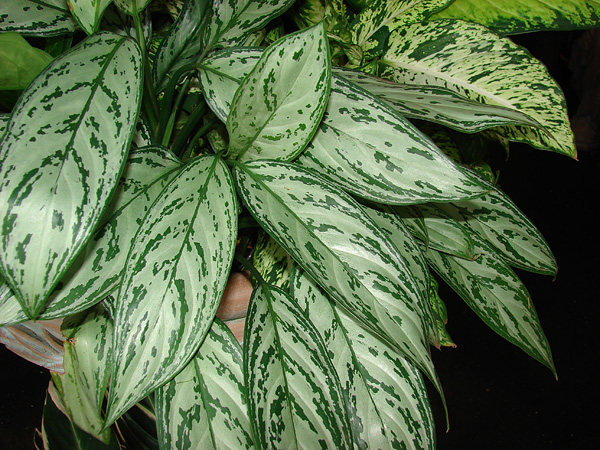 Aglaonema commutatum 'Silver Queen' Aglaonema commutatum 'Silver Queen'