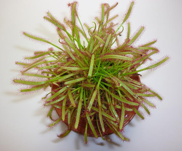 Drosera capensis