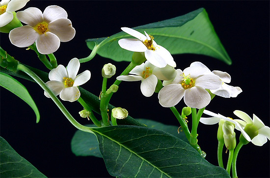 Euphorbia fulgens Euphorbia fulgens
