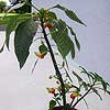 Impatiens  niamniamensis