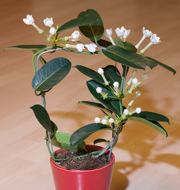 Stephanotis floribunda Stephanotis floribunda