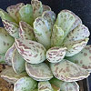 Adromischus cooperi