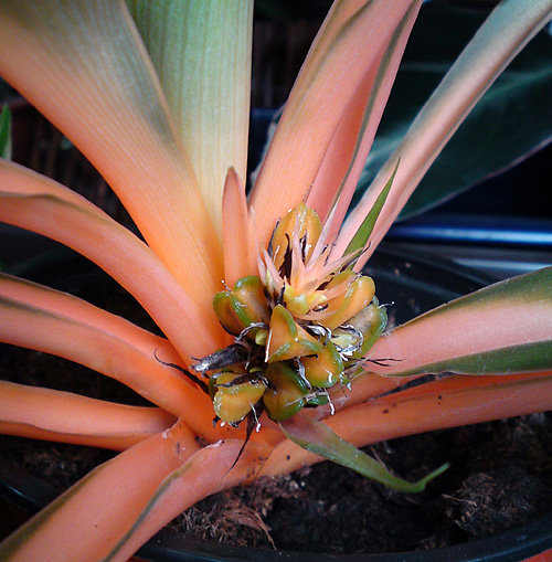 Die Blüte der Chlorophytum orchidastrum