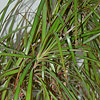 Dracaena marginata
