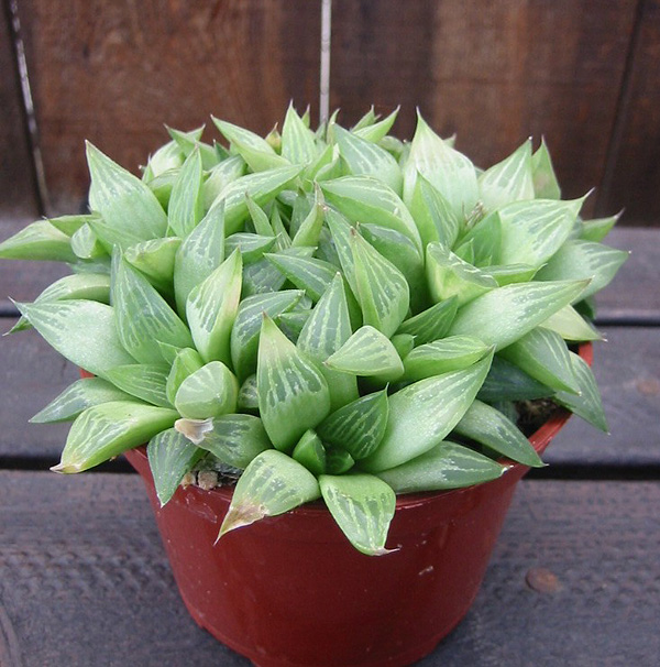 Haworthia retusa Haworthia retusa