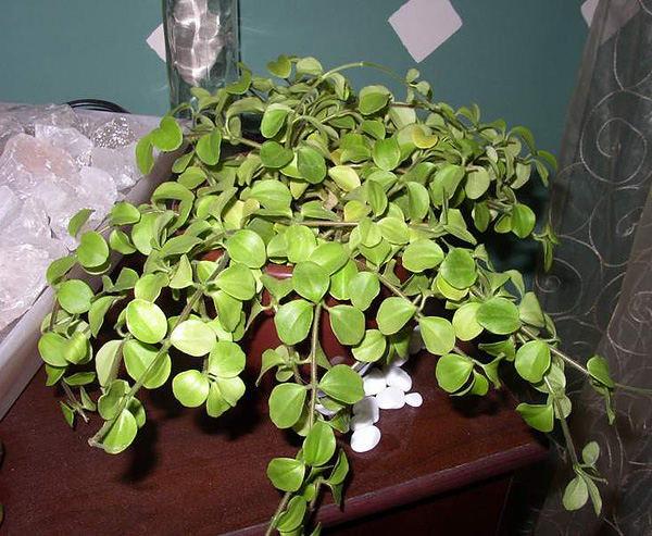 Peperomia deppeana